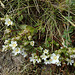 Saxifrage in the Simien Mountains