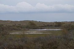 Nordholländisches Dünenreservat DSC09308