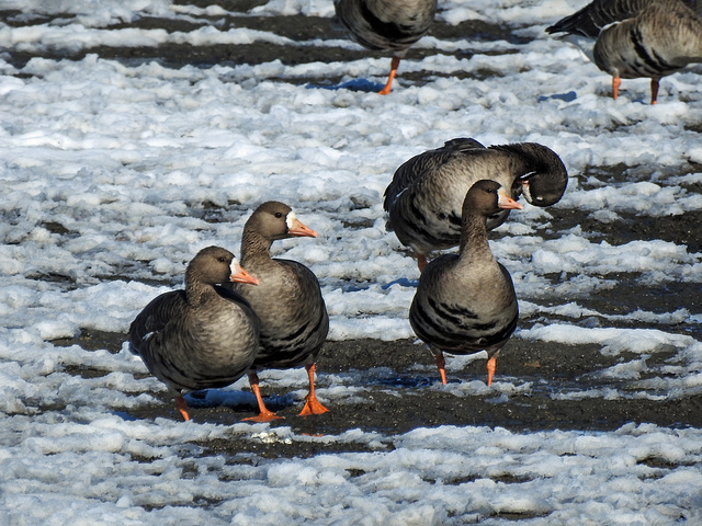 Greater White-fronted Geese / Larus glaucoides