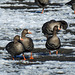 Greater White-fronted Geese / Larus glaucoides