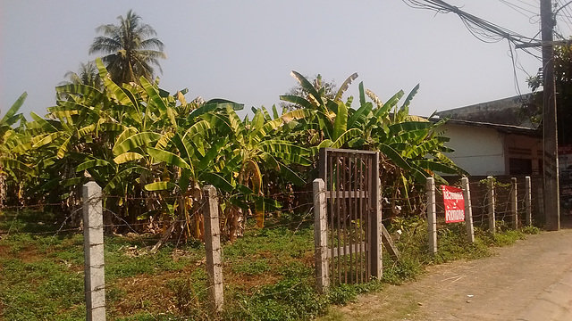 Fence and bananas / Bananes et clôture Fence and bananas / Bananes et clôture