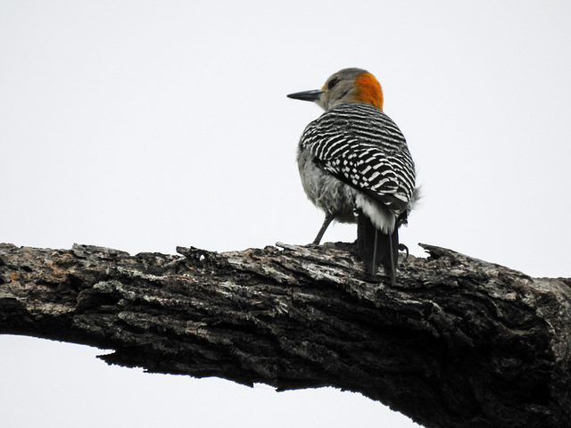 Day 8, Golden-fronted Woodpecker