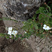 Rock-cress species in the Simien Mountains