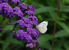 Small White on Heliotrope