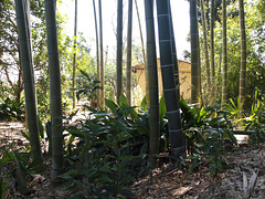 Bamboo in backyard