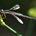 Small Spreadwing f (Lestes virens virens) DSB 1348