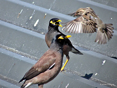 Sparrow Versus Mynas.