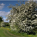 Flowering Hawthorn, Oxfordshire