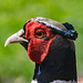 Cock Pheasant keeping a beady eye on his three wives!