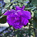 "Zephirine Drouhin" Bourbon Rose – National Garden, United States National Arboretum, Washington, DC