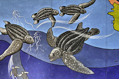 Leatherback Turtles Mural – Marino las Baulas National Park, Tamarindo, Guanacaste Province, Costa Rica