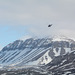 Svalbard, In Searching of a Polar Bear (by helicopter)