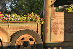 truckin' flowers