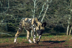 African painted dog3