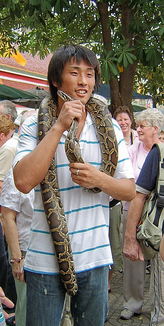 Bangkok- Python Man