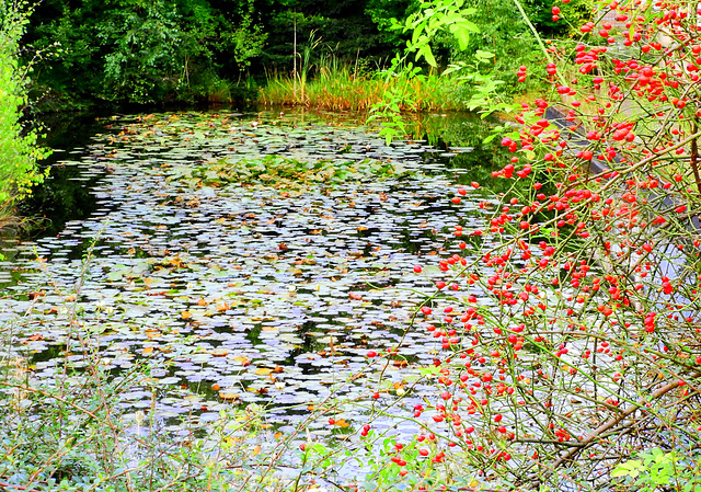 Forgotten  pond