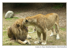 Lions in Zoo Champrepus