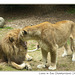 Lions in Zoo Champrepus