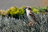 Back Yard Sparrow