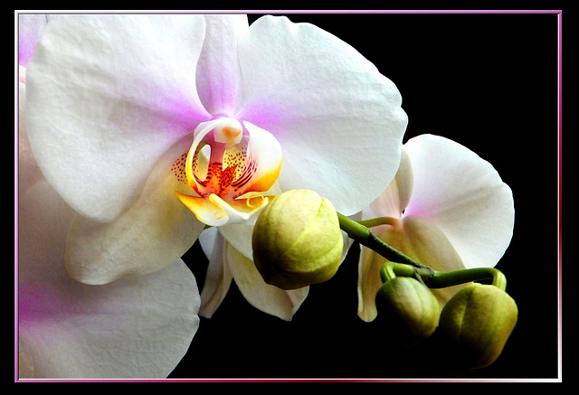 Orchid flowers and buds. ©UdoSm