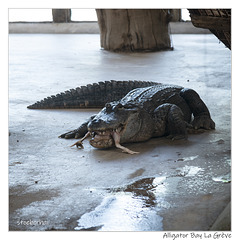 Alligator Bay La Grève