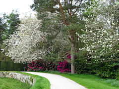 Cherry blossom, Rhododendron and Whitebeam