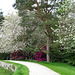 Cherry blossom, Rhododendron and Whitebeam