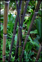 Bambous (2)