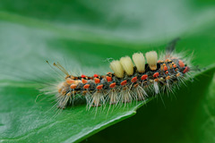 Vapourer Moth Larva - Orgyia antiqua