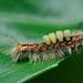 Vapourer Moth Larva - Orgyia antiqua