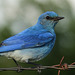 Bluebird of happiness