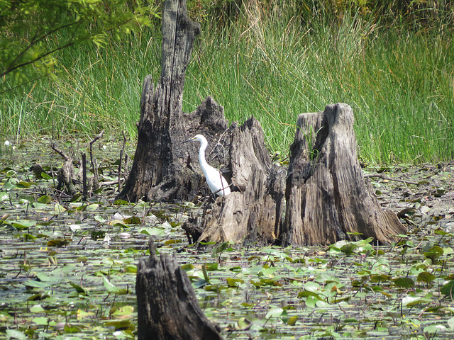 Great egret on a stump