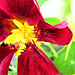 This gorgeous deep red nasturtium was one of my favourites