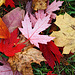Ein herbstlicher Blätterteppich - an autumnal carpet of leaves