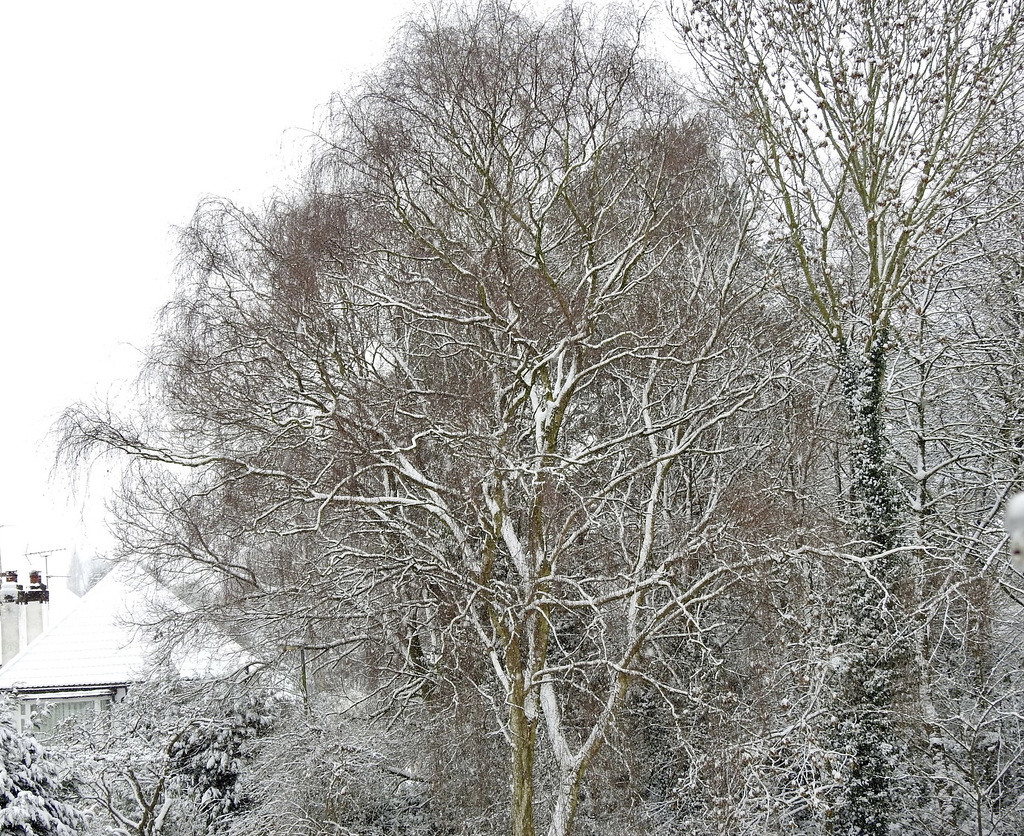 Silver Birch, January 2021