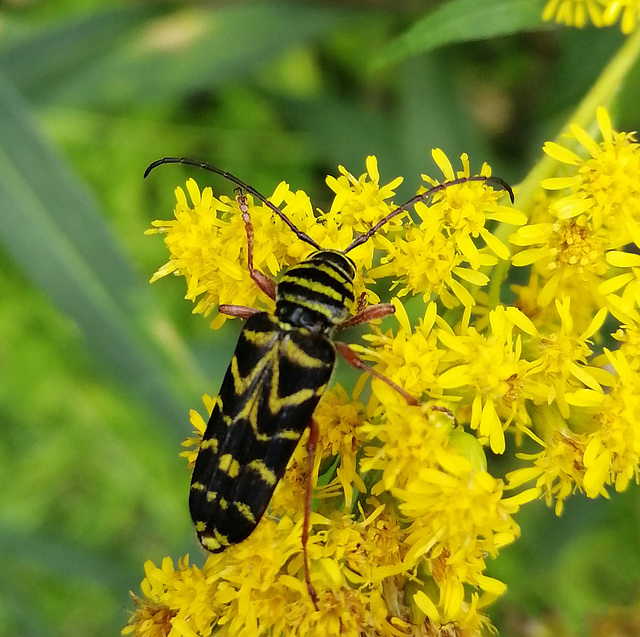 locust borer st bruno 2021 sept IMG 20210905 165301