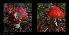 Forest floor food (Not for human consumption)