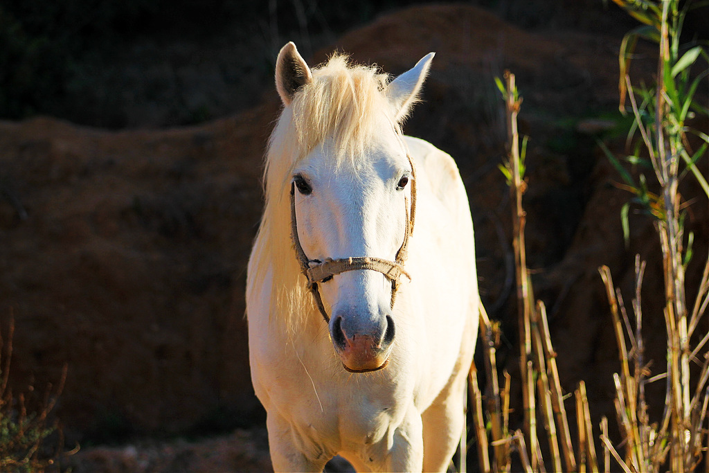 cheval blanc +13