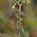 Small Spreadwing f (Lestes virens virens) DSB 1335