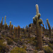 Bolivia, Isla del Pescado (Fish Island), Some of These Cactuses are about a Thousand Years Old