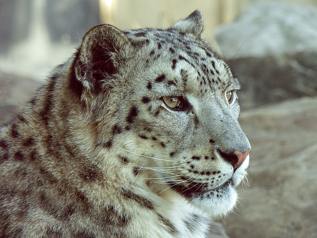 Snow Leopard / Panthera uncia