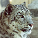 Snow Leopard / Panthera uncia