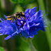 Bee on Cornflower