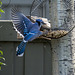 Blue Jay at Peanut Feeder