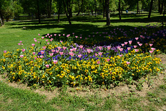Bulgaria, Blagoevgrad, Flower Bed in the Park of Bachinovo