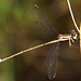 Small Spreadwing m Lestes virens virens) DSB 1131