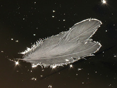 Sparkling feathers