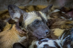 African painted dogs5jpg