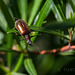 Wandering beetle