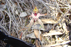 Monarto heart lip orchid